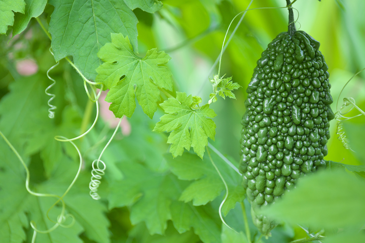 犬へのゴーヤの与え方