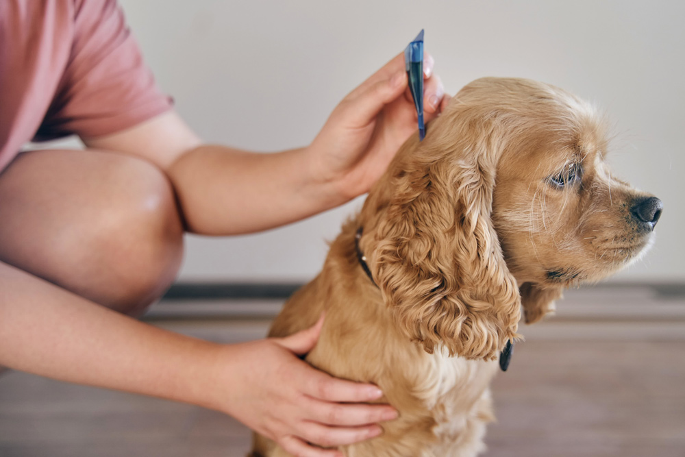 ノミから犬を守るためにできる対策