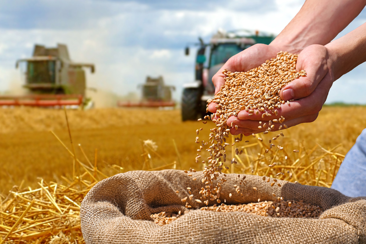 グレインとは？