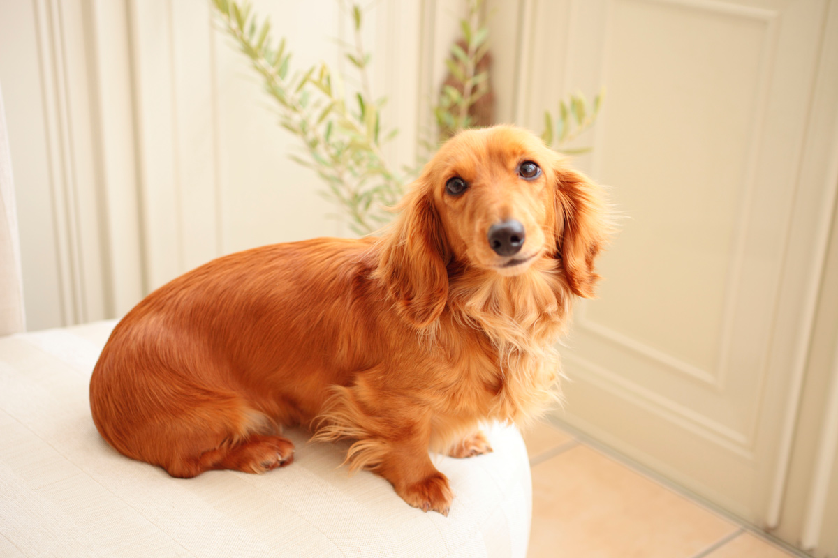 【獣医師監修】犬の椎間板ヘルニアとは？症状や原因、予防法について解説