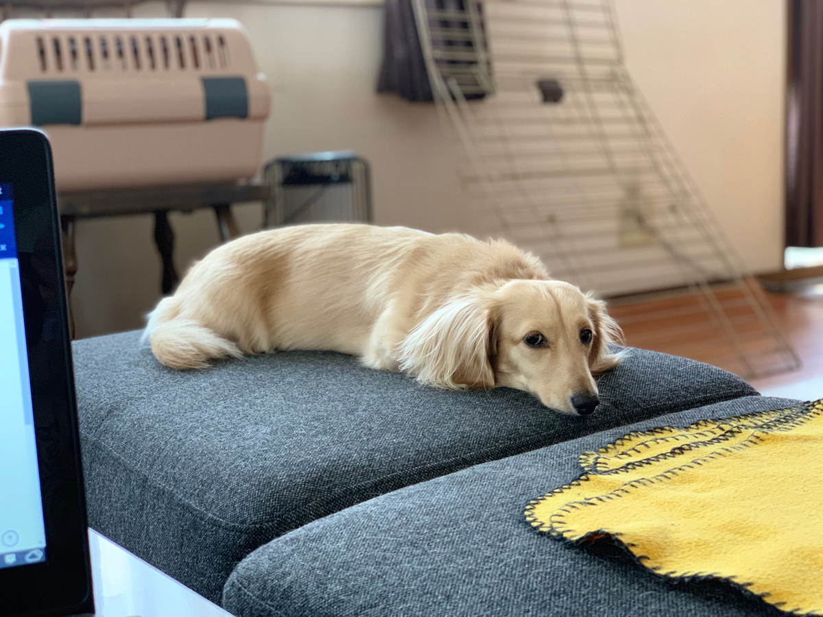 椎間板ヘルニアの症状は？