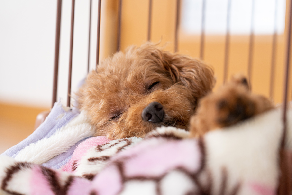 フードを食べてくれない原因と対策