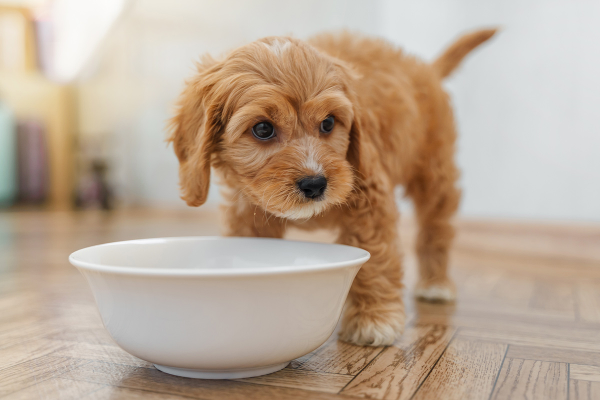 好みのフードではない