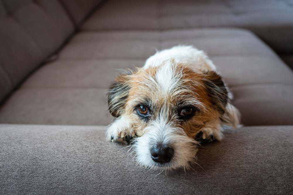 膵炎の症状は？