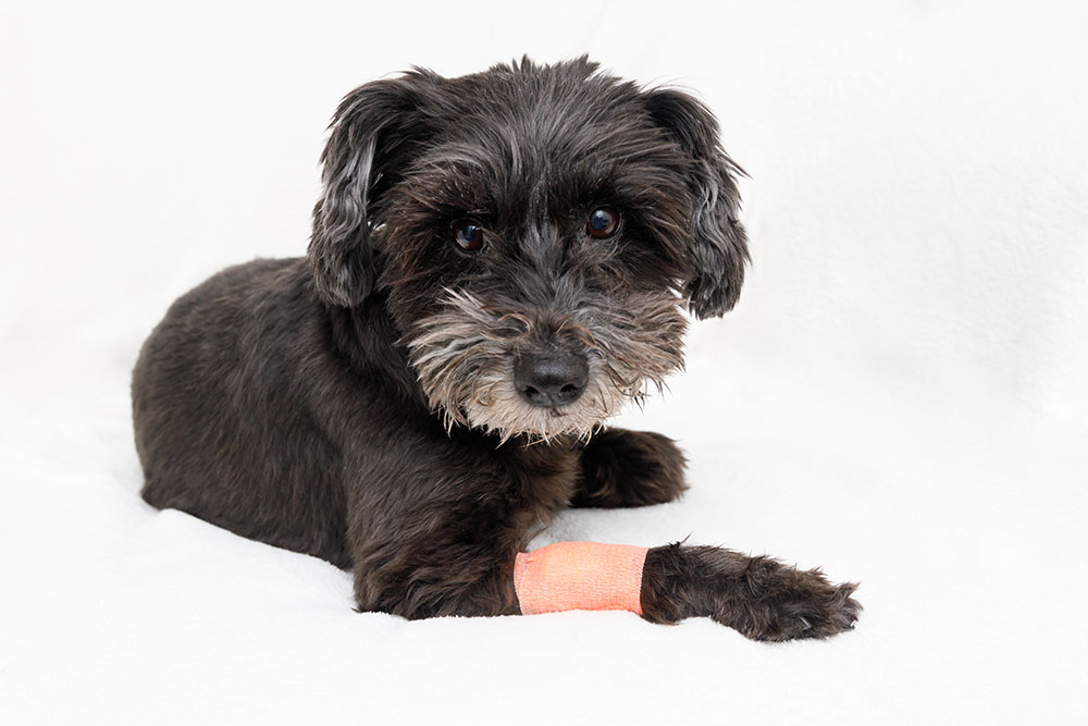 膵炎の治療法は？