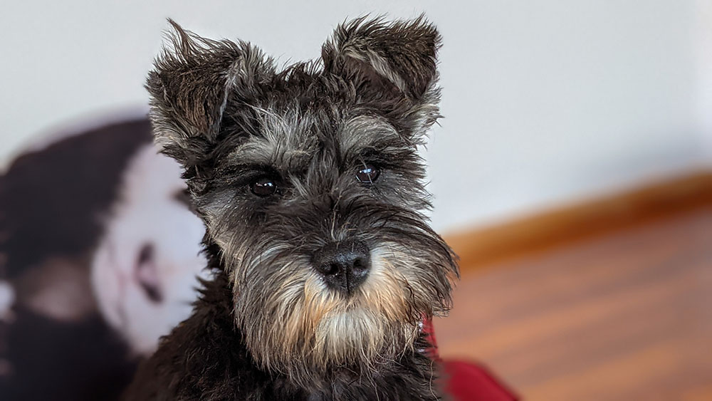 >膵炎の原因は？