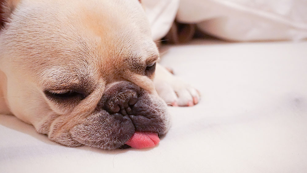 外耳炎になったらどうすればいい？