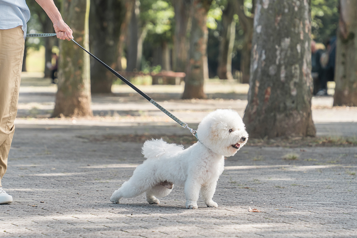気管虚脱の原因
