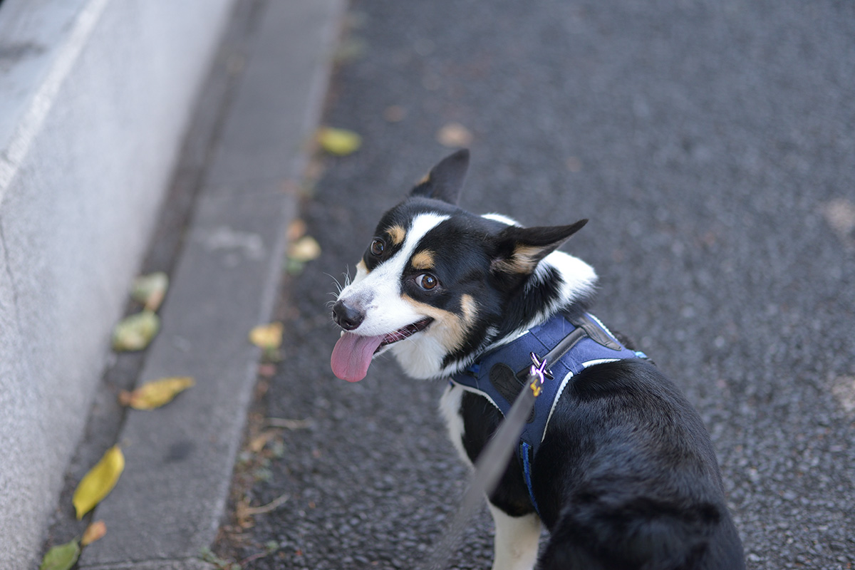 外出時はハーネスを使う