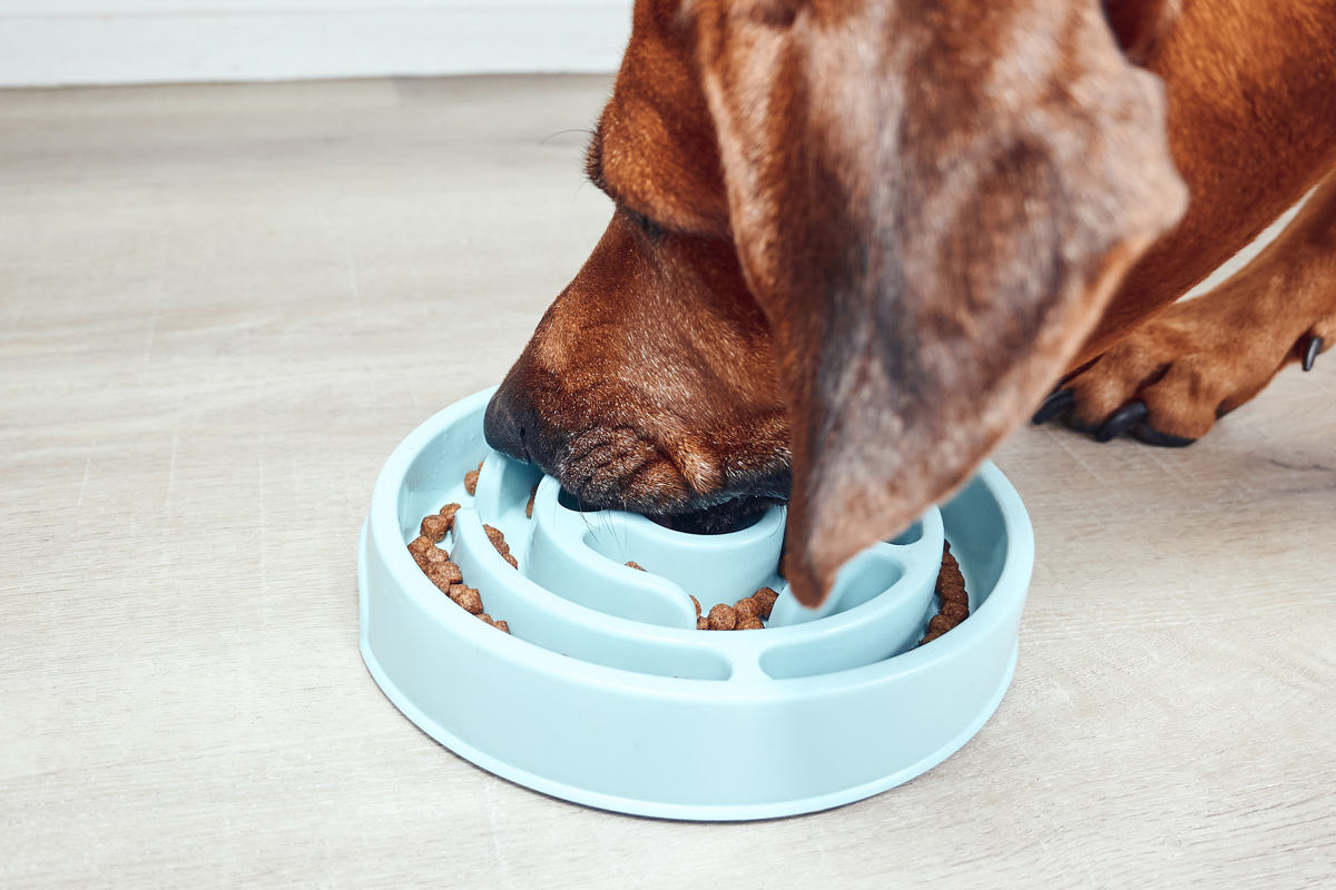 未消化のフードを吐いた場合