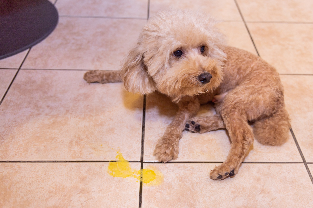 黄色い液体を吐いた場合