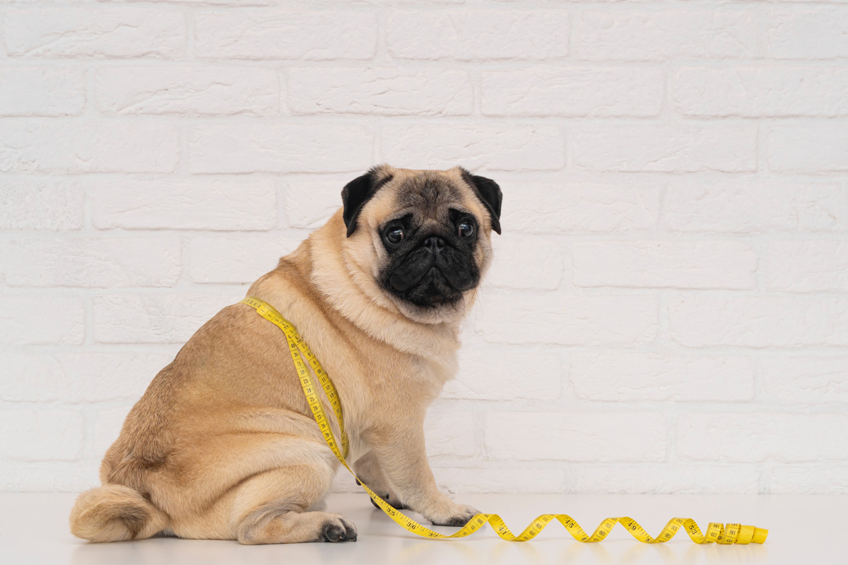 肥満につながる