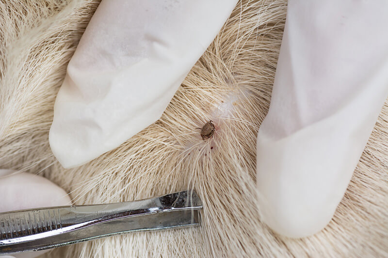 犬からダニ（マダニ）を取り除く方法