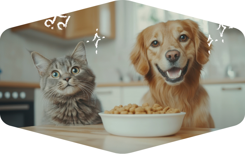 犬と猫のイメージ画像